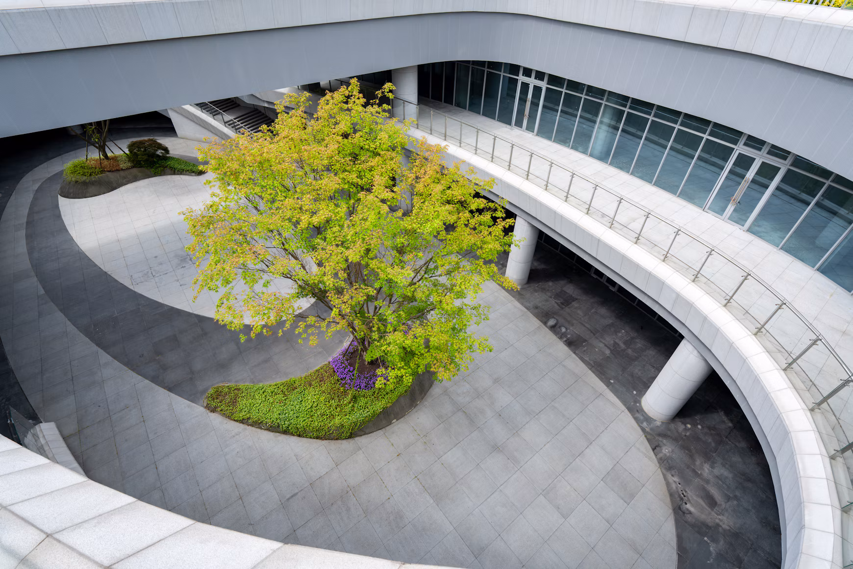 Sample photograph: a green tree in a curved modern courtyard in Pudong, Shanghai. This is not Calder House or a client property.